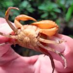 Corantioquia descubre especie única de cangrejo en El Bagre