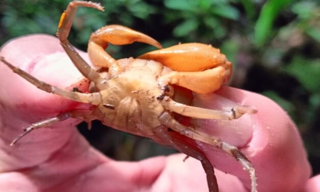 Corantioquia descubre especie única de cangrejo en El Bagre
