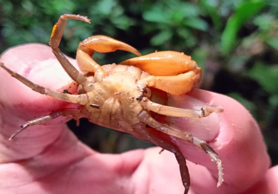 Corantioquia descubre especie única de cangrejo en El Bagre