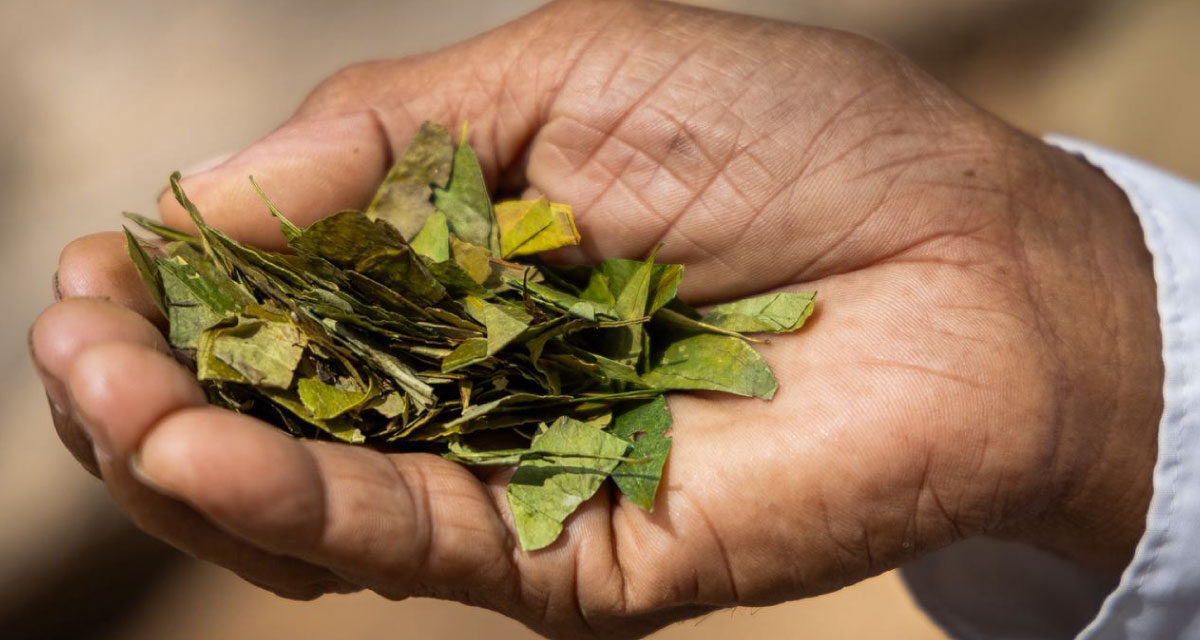 Colombia lleva a la UNESCO saberes indígenas sobre la coca para su reconocimiento cultural