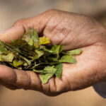 Colombia lleva a la UNESCO saberes indígenas sobre la coca para su reconocimiento cultural