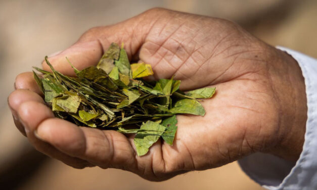 Colombia lleva a la UNESCO saberes indígenas sobre la coca para su reconocimiento cultural