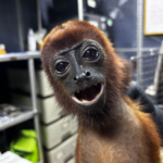 Mono aullador murió tras recibir 19 disparos en Antioquia: investigan presunto caso de maltrato animal