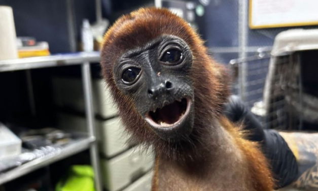 Mono aullador murió tras recibir 19 disparos en Antioquia: investigan presunto caso de maltrato animal