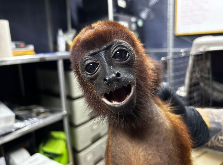 Mono aullador murió tras recibir 19 disparos en Antioquia: investigan presunto caso de maltrato animal