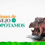 Gobierno define nuevas medidas para controlar población de hipopótamos en Colombia