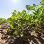 Syngenta anuncia millonaria inversión en centro de biociencia agrícola impulsado por inteligencia artificial en Reino Unido