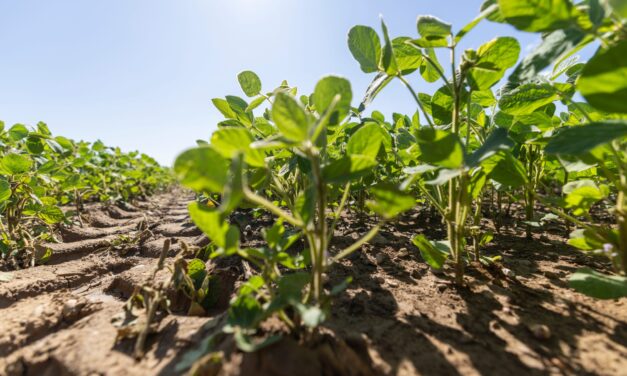 Syngenta anuncia millonaria inversión en centro de biociencia agrícola impulsado por inteligencia artificial en Reino Unido