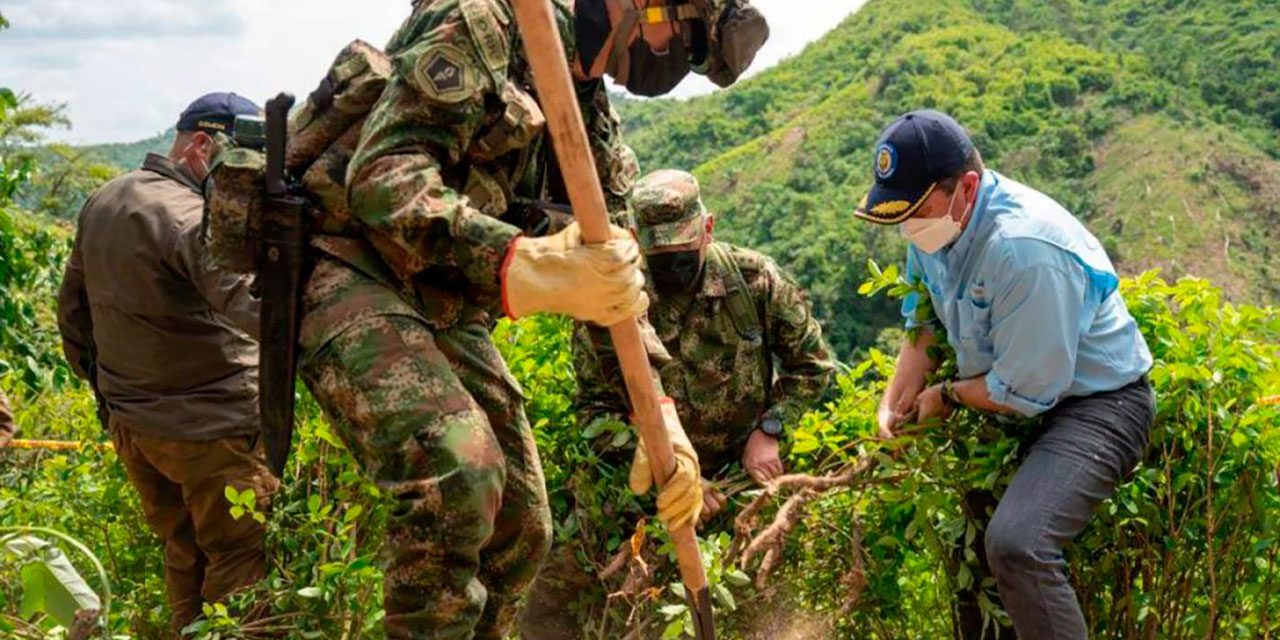Policía reporta más de 2.200 hectáreas de coca erradicadas en lo que va de 2026