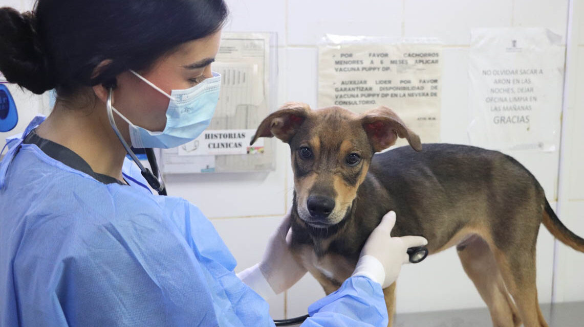Medellín abre curso gratuito de primeros auxilios para mascotas: así puede inscribirse