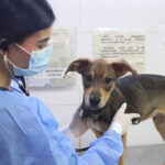 Medellín abre curso gratuito de primeros auxilios para mascotas: así puede inscribirse