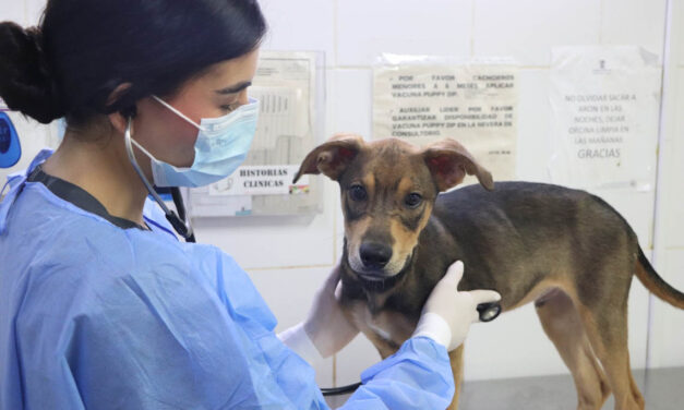 Medellín abre curso gratuito de primeros auxilios para mascotas: así puede inscribirse