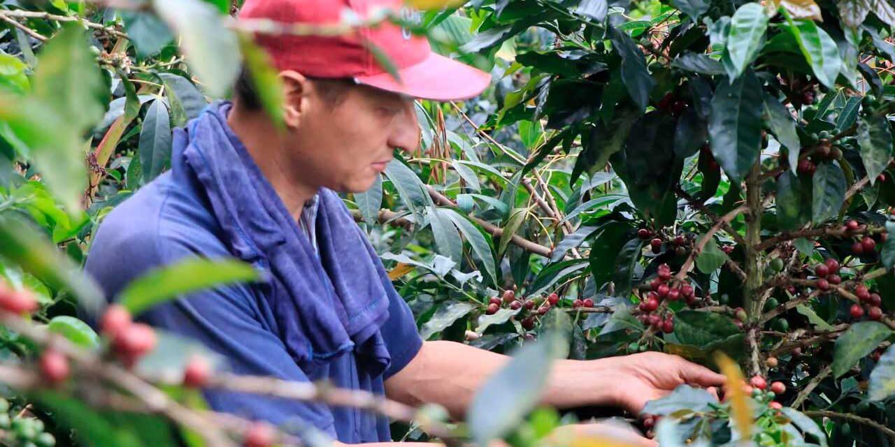 Gobierno lanza programa para proteger a caficultores con inversión de $52.000 millones