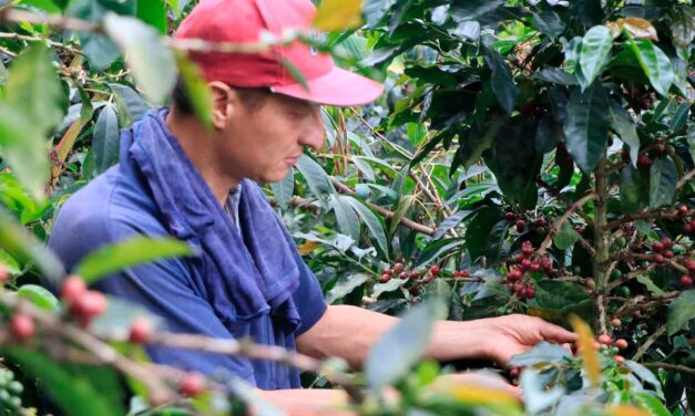 Gobierno lanza programa para proteger a caficultores con inversión de $52.000 millones