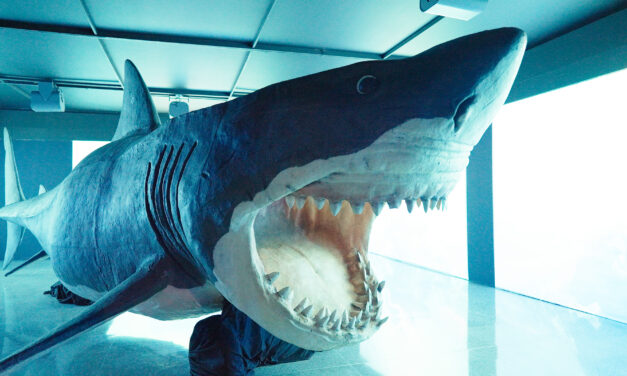 Exposición sobre tiburones y conservación marina llega a Medellín con esculturas monumentales e instalaciones inmersivas