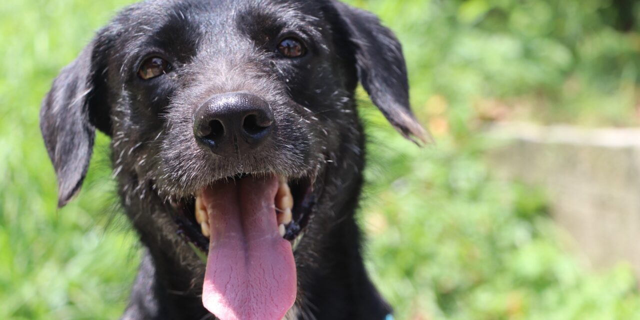 Alertan por riesgos de golpes de calor en perros y gatos durante altas temperaturas en Medellín