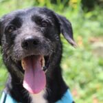 Alertan por riesgos de golpes de calor en perros y gatos durante altas temperaturas en Medellín