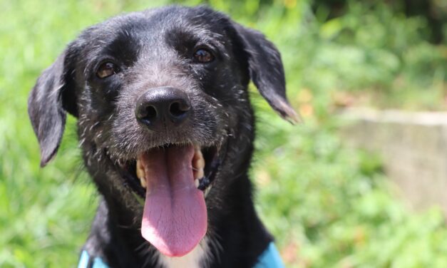 Alertan por riesgos de golpes de calor en perros y gatos durante altas temperaturas en Medellín