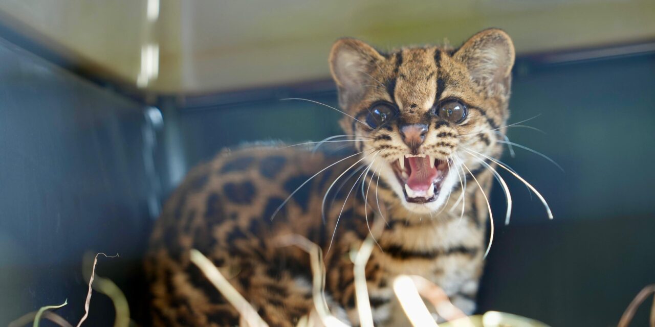 Corantioquia libera una ocelote en Antioquia tras meses de recuperación y rehabilitación