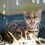 Corantioquia libera una ocelote en Antioquia tras meses de recuperación y rehabilitación