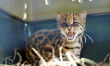 Corantioquia libera una ocelote en Antioquia tras meses de recuperación y rehabilitación