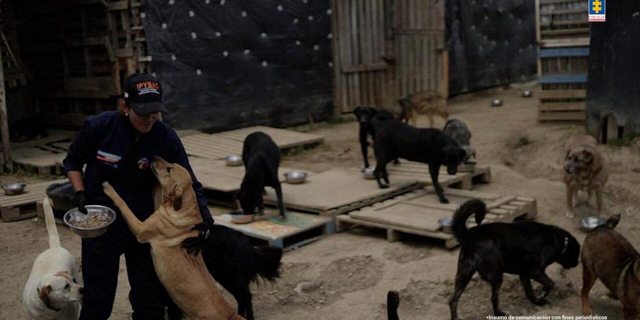 Mujer señalada de mantener más de 300 perros en condiciones críticas fue judicializada por presunto maltrato animal