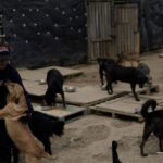 Mujer señalada de mantener más de 300 perros en condiciones críticas fue judicializada por presunto maltrato animal