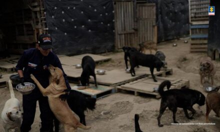 Mujer señalada de mantener más de 300 perros en condiciones críticas fue judicializada por presunto maltrato animal
