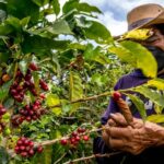 Más de 560.000 familias caficultoras elegirán a sus representantes en las elecciones cafeteras de septiembre