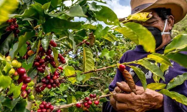 Más de 560.000 familias caficultoras elegirán a sus representantes en las elecciones cafeteras de septiembre