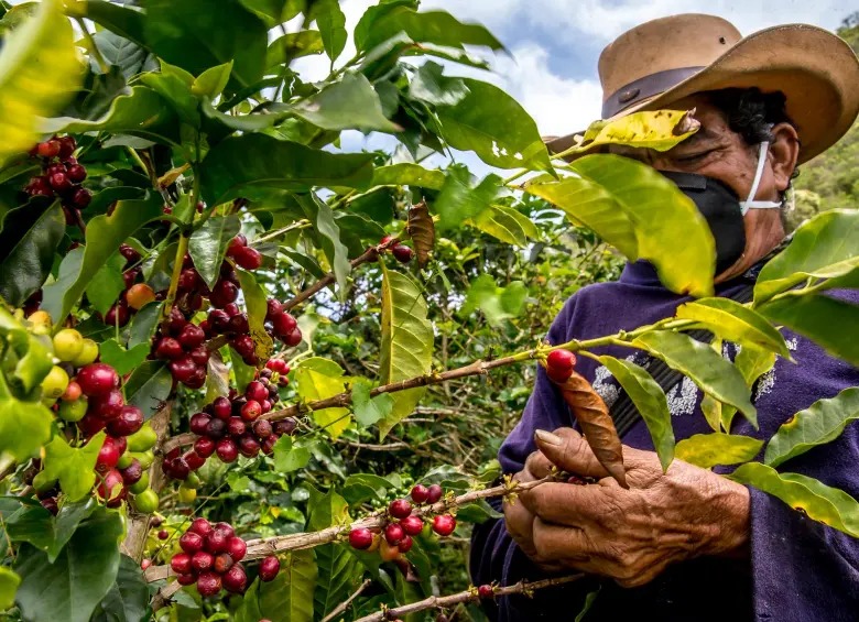Más de 560.000 familias caficultoras elegirán a sus representantes en las elecciones cafeteras de septiembre
