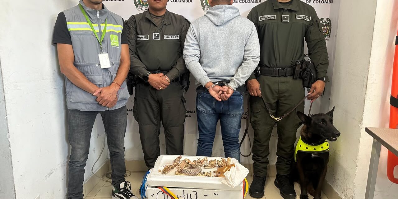 Capturan en Medellín a hombre que transportaba 15 partes de iguana para consumo humano