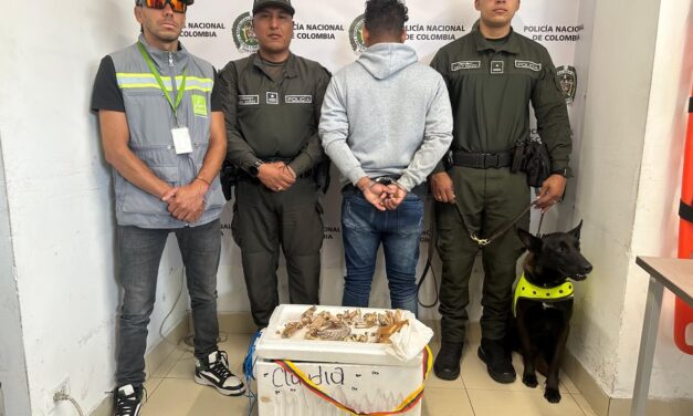 Capturan en Medellín a hombre que transportaba 15 partes de iguana para consumo humano