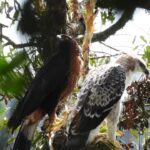Hallan en Medellín un nido de águila crestada de montaña, una de las especies más amenazadas de Colombia