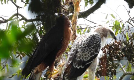 Hallan en Medellín un nido de águila crestada de montaña, una de las especies más amenazadas de Colombia
