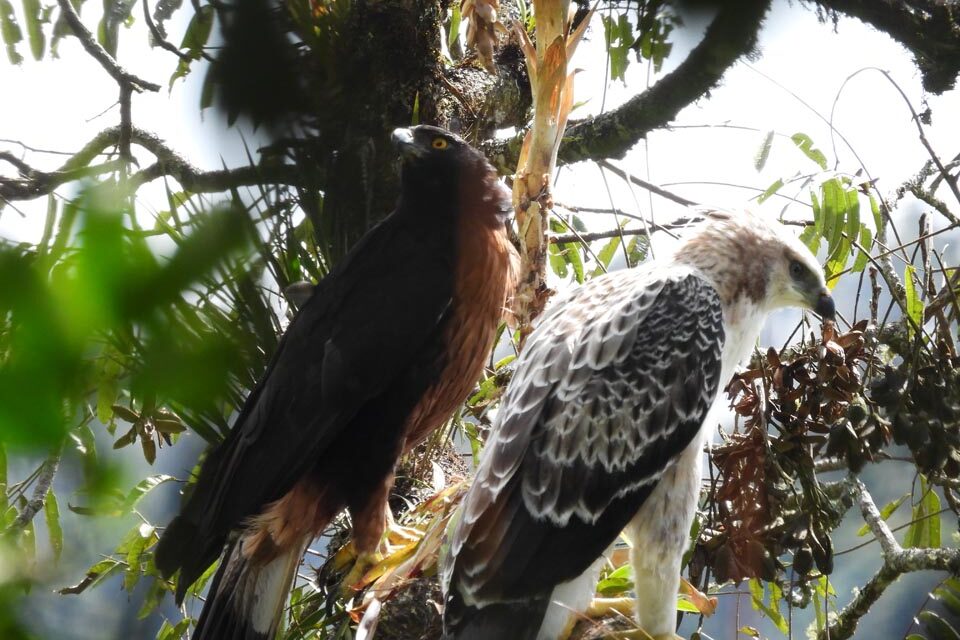 Hallan en Medellín un nido de águila crestada de montaña, una de las especies más amenazadas de Colombia