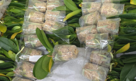 DIAN aprehende 3.400 orquídeas que iban a ser exportadas sin los permisos legales