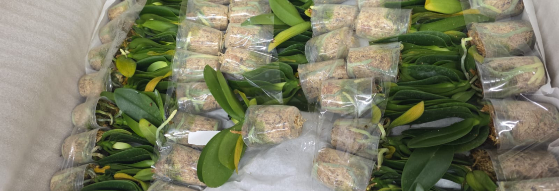 DIAN aprehende 3.400 orquídeas que iban a ser exportadas sin los permisos legales