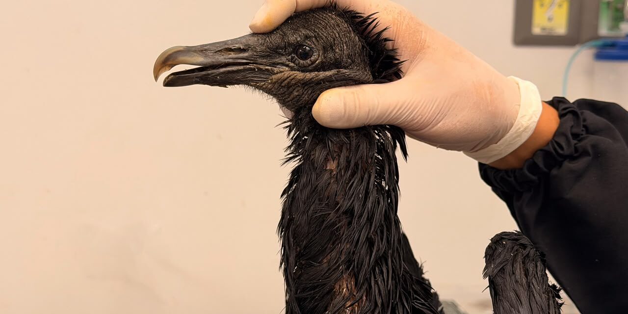 Gallinazo sigue en recuperación tras sufrir graves quemaduras por una sustancia caliente en el Valle de Aburrá