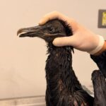 Gallinazo sigue en recuperación tras sufrir graves quemaduras por una sustancia caliente en el Valle de Aburrá