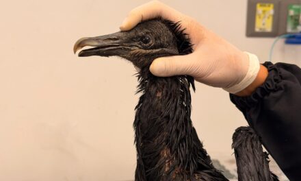 Gallinazo sigue en recuperación tras sufrir graves quemaduras por una sustancia caliente en el Valle de Aburrá