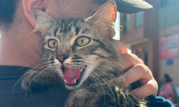 Inician jornadas gratuitas de esterilización para más de 14.000 perros y gatos en el Valle de Aburrá