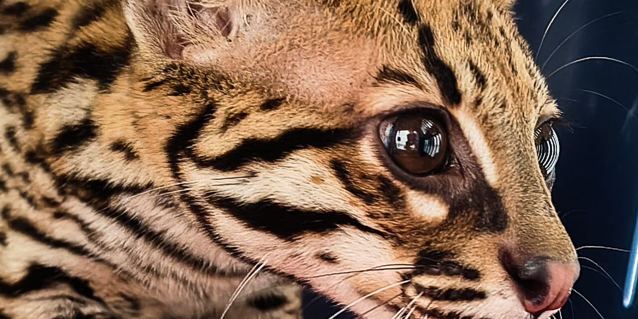 Rescatan una cría de ocelote que deambulaba cerca de la estación Sabaneta del Metro