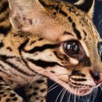 Rescatan una cría de ocelote que deambulaba cerca de la estación Sabaneta del Metro