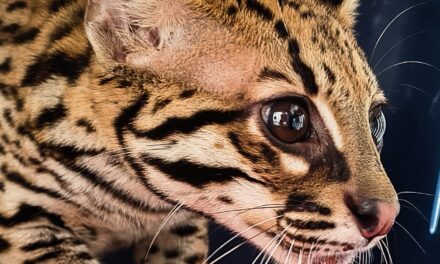 Rescatan una cría de ocelote que deambulaba cerca de la estación Sabaneta del Metro