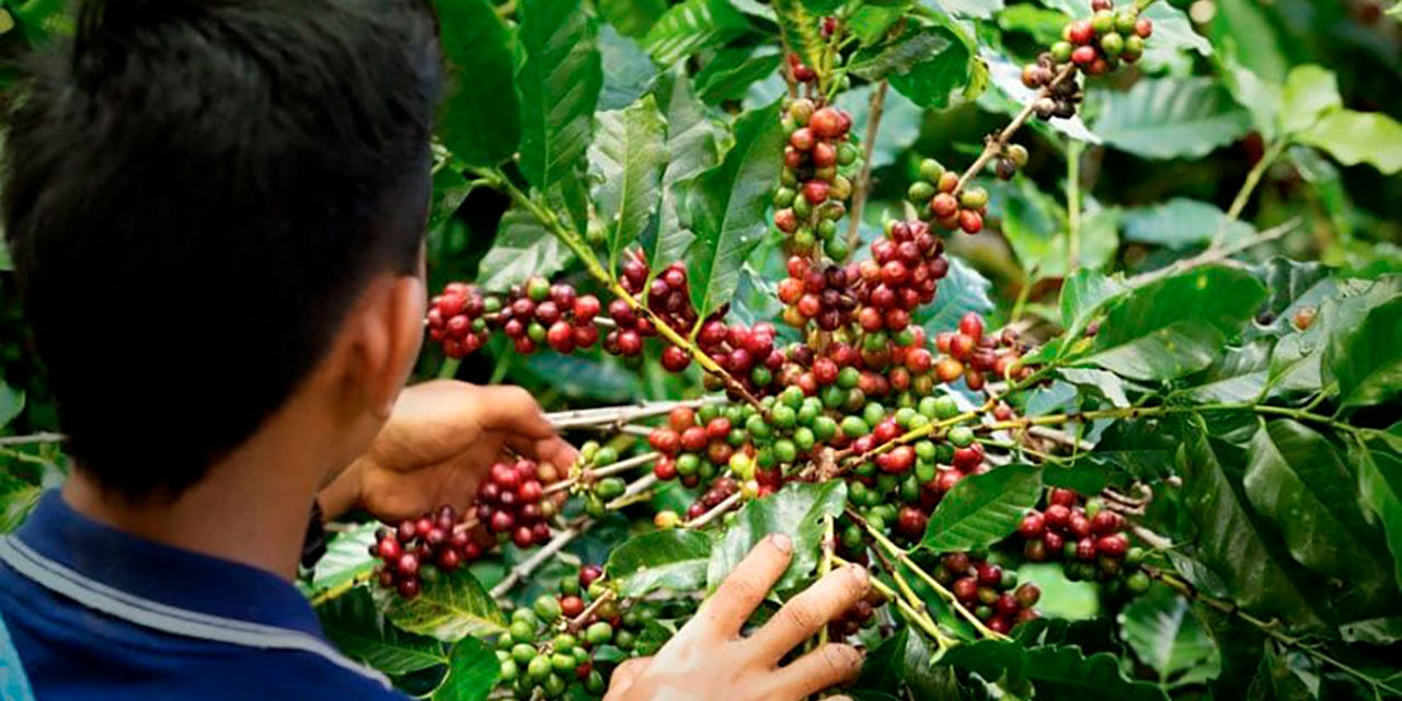 Gobierno prorroga por cinco meses el contrato para estabilizar el precio del café en Colombia