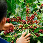 Gobierno prorroga por cinco meses el contrato para estabilizar el precio del café en Colombia