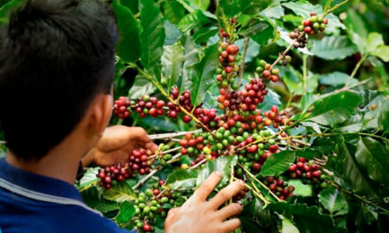 Gobierno prorroga por cinco meses el contrato para estabilizar el precio del café en Colombia