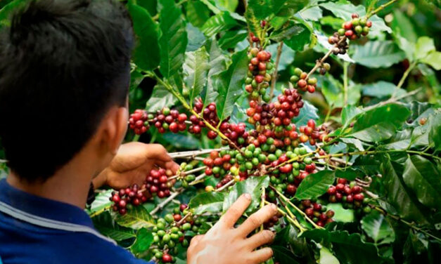 Gobierno prorroga por cinco meses el contrato para estabilizar el precio del café en Colombia