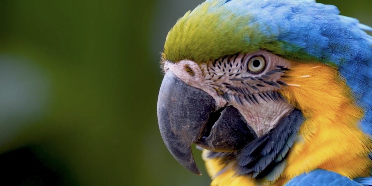Más de 200 loras, pericos y guacamayas han ingresado este año al Hogar de Paso de Corantioquia